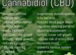 Cannabidiol relieves pain
