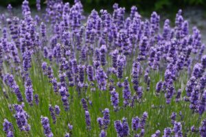 bush flower essences​